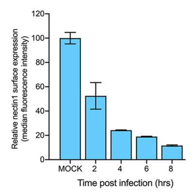 Nectin1 expression was analysed by flow cytometry.jpg